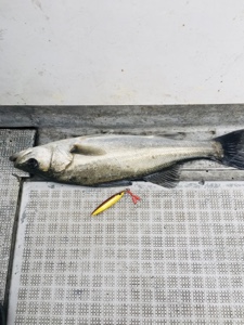 シーモンキー 釣果