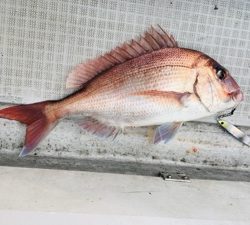 シーモンキー 釣果