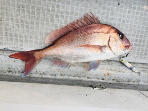 シーモンキー 釣果