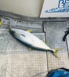 シーモンキー 釣果