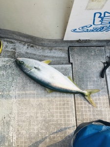 シーモンキー 釣果