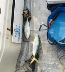 シーモンキー 釣果