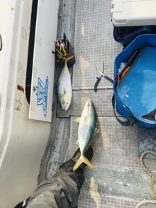 シーモンキー 釣果