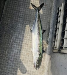 シーモンキー 釣果