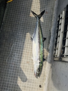 シーモンキー 釣果