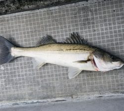 シーモンキー 釣果