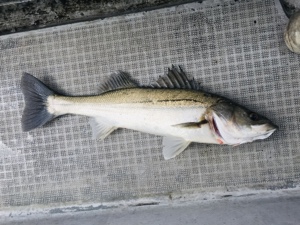 シーモンキー 釣果