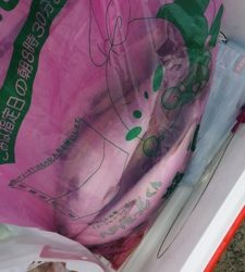 シーモンキー 釣果