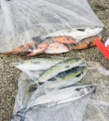 シーモンキー 釣果