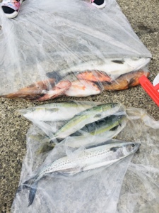 シーモンキー 釣果