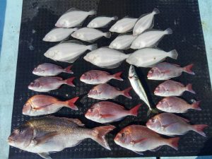東京湾探釣隊ぼっち 釣果