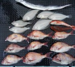 東京湾探釣隊ぼっち 釣果