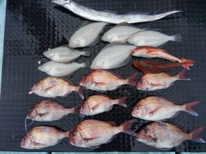 東京湾探釣隊ぼっち 釣果