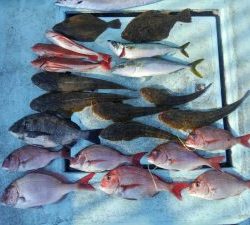 東京湾探釣隊ぼっち 釣果