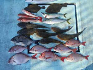 東京湾探釣隊ぼっち 釣果