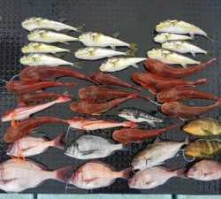 東京湾探釣隊ぼっち 釣果