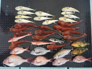 東京湾探釣隊ぼっち 釣果