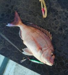 東京湾探釣隊ぼっち 釣果