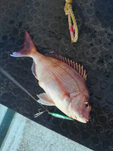 東京湾探釣隊ぼっち 釣果