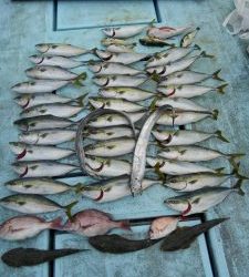 東京湾探釣隊ぼっち 釣果
