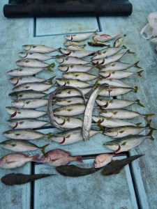 東京湾探釣隊ぼっち 釣果