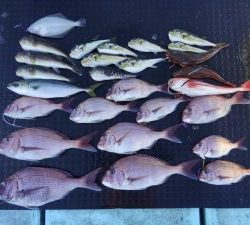 東京湾探釣隊ぼっち 釣果