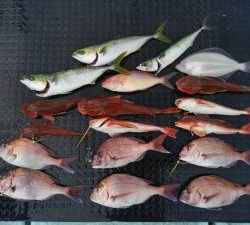 東京湾探釣隊ぼっち 釣果
