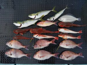 東京湾探釣隊ぼっち 釣果