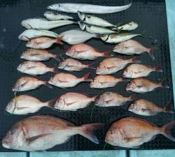 東京湾探釣隊ぼっち 釣果