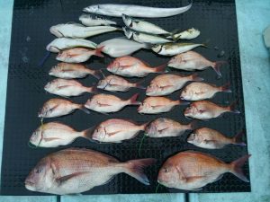 東京湾探釣隊ぼっち 釣果