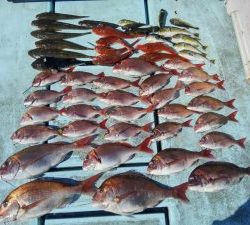 東京湾探釣隊ぼっち 釣果