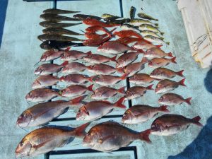 東京湾探釣隊ぼっち 釣果
