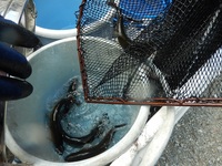 秩父フライフィールド 釣果