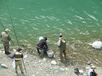 秩父フライフィールド 釣果