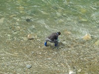 秩父フライフィールド 釣果