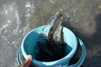 秩父フライフィールド 釣果