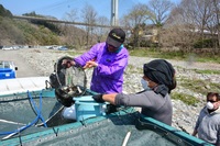 秩父フライフィールド 釣果