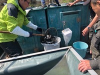 秩父フライフィールド 釣果