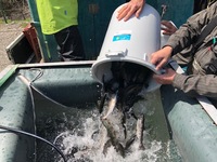 秩父フライフィールド 釣果