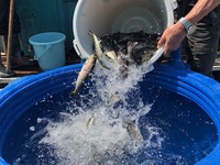 秩父フライフィールド 釣果