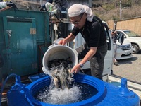 秩父フライフィールド 釣果