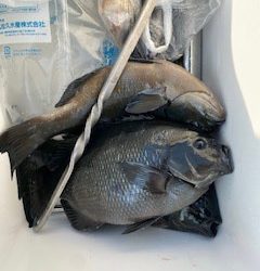 千津丸 釣果