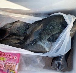 千津丸 釣果