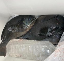 千津丸 釣果