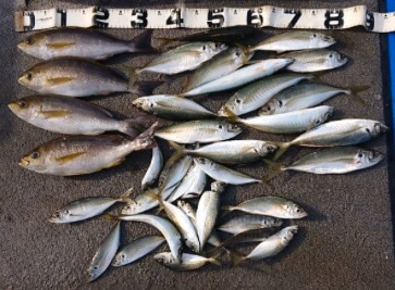 清和丸 釣果