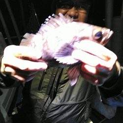 フィッシングガイド りょう 釣果