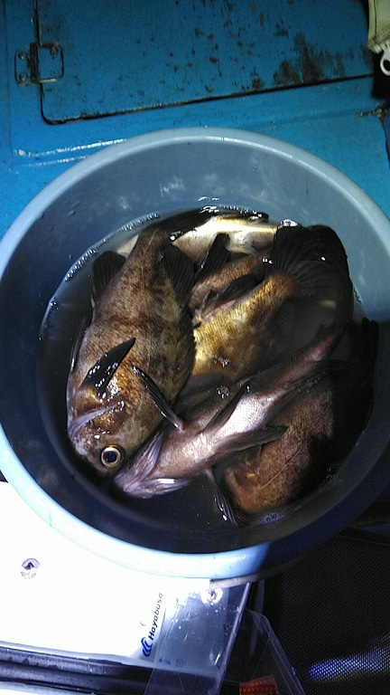 フィッシングガイド りょう 釣果