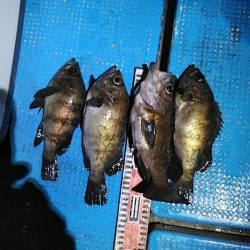 フィッシングガイド りょう 釣果