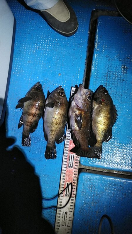 フィッシングガイド りょう 釣果