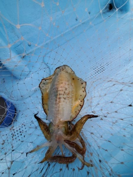 海晴丸 釣果
